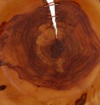 SZCZELINY W PODŁOGACH DREWNIANYCH – PRZYCZYNY POWSTAWANIA Szczeliny w drewnie