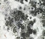 Grzyb na ścianie grzyb na ścianie