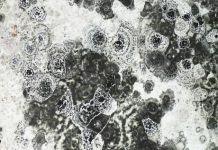 Grzyb na ścianie grzyb na ścianie