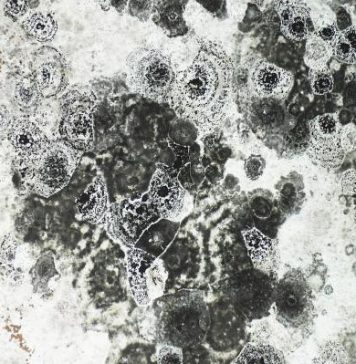 Grzyb na ścianie grzyb na ścianie